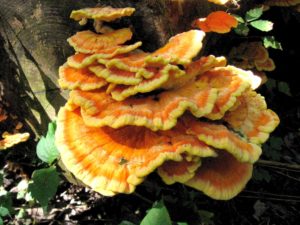 Chicken of the Woods