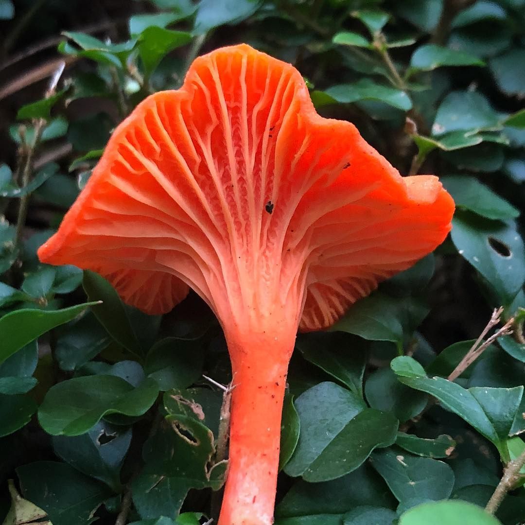 Cantharellus Cinnabarinus The Cinnabar Chanterelle Identification More