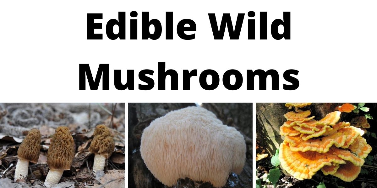 Edible Wild Mushrooms