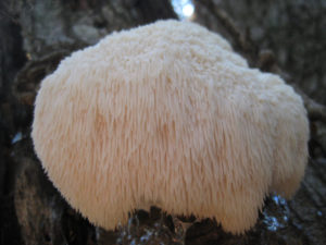 Lions Mane Mushroom