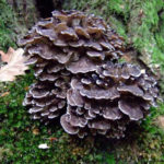 Maitake Mushroom