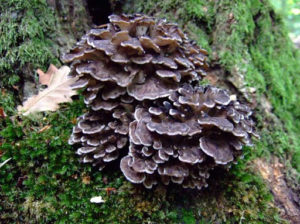 Maitake Mushroom