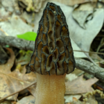 Morchella angusticeps