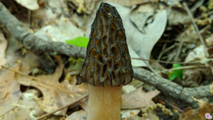 Morchella angusticeps