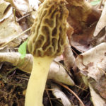 Morchella diminutiva