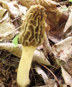 Morchella diminutiva