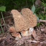 Morchella esculentoides