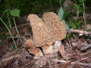 Morchella esculentoides