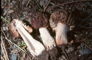 Morchella populiphila