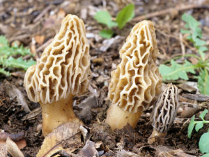 Morchella rufobrunnea