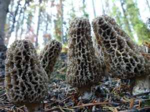 Morchella tomentosa