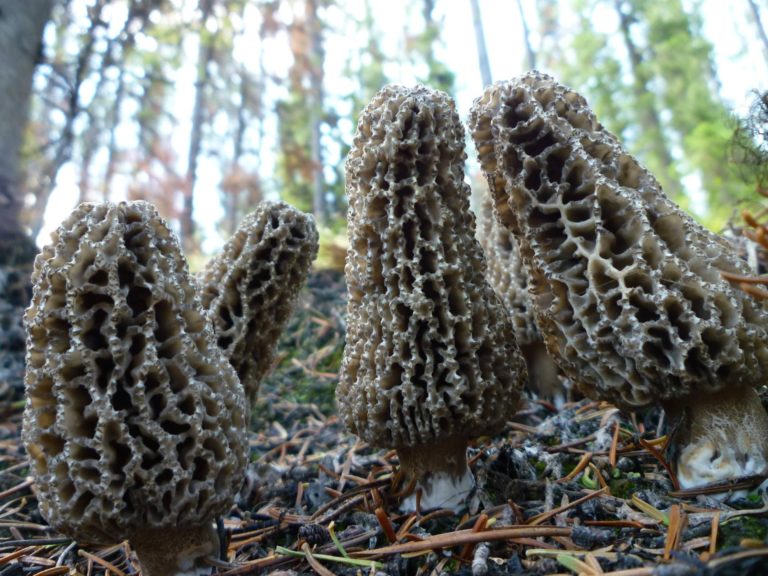 All About Burn Morels Location, Identification & Safety