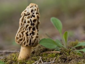 Morel Mushroom