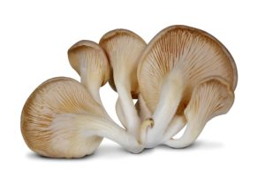 Oyster Mushrooms