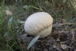 Puffball Mushrooms