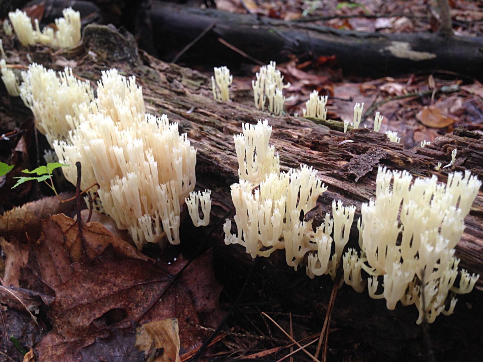 Clavulina Cristata The White Coral Mushroom Benefits Identification   Clavulina Cristata 1536x1152 