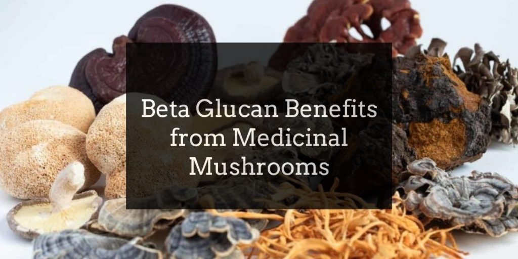 Beta Glucan Benefits Medicinal Mushrooms