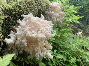 Hericium abietis