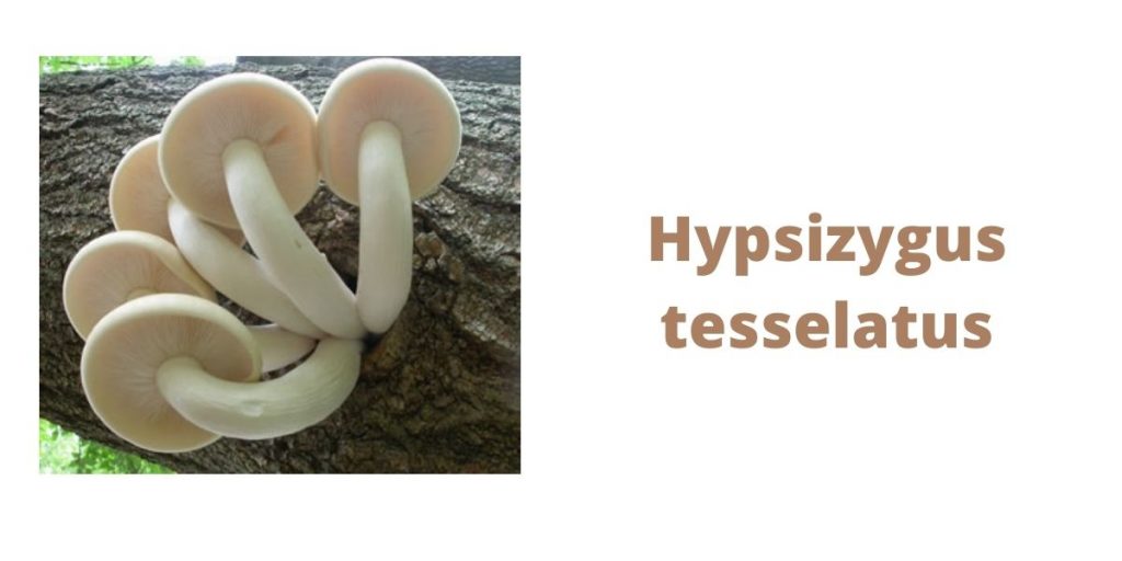 Hypsizygus tesselatus