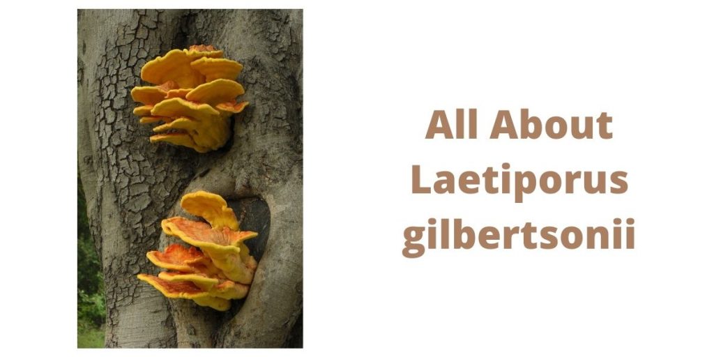 Laetiporus gilbertsonii