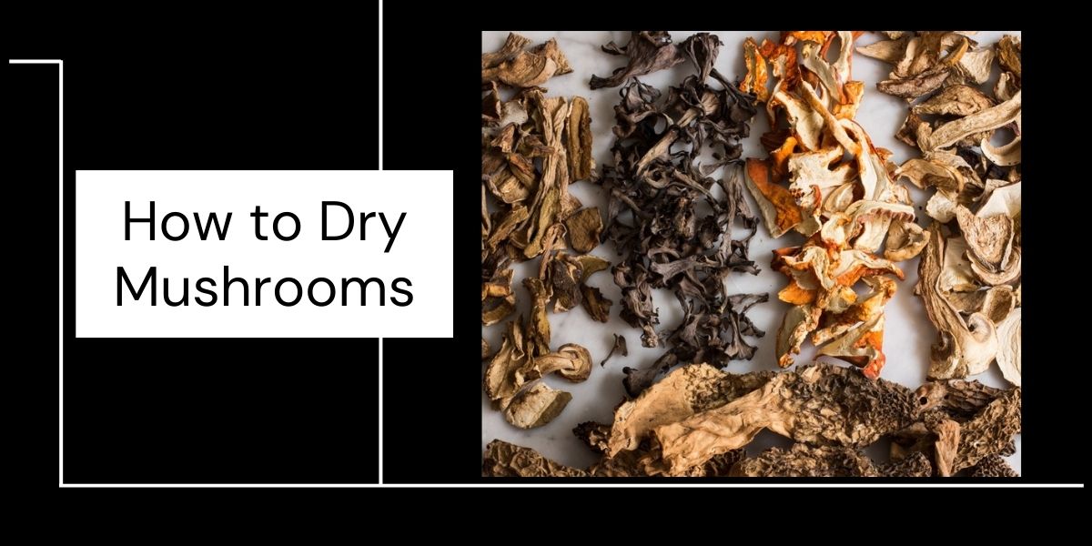 https://healing-mushrooms.net/wp-content/uploads/2021/02/Drying-Mushrooms.jpg