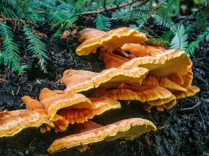 Laetiporus conifericola