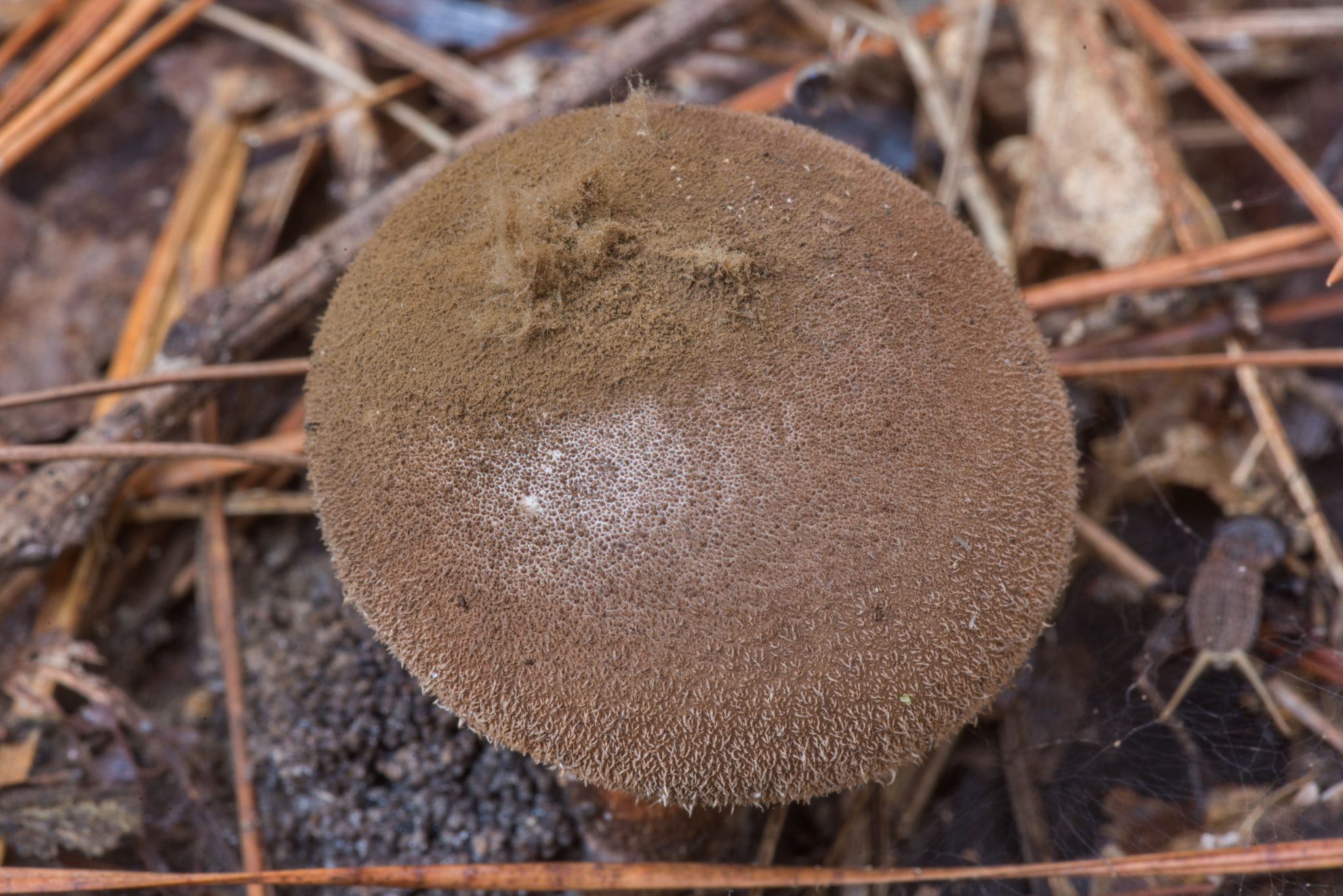 Lycoperdon umbrinum The Umber Brown Puffball