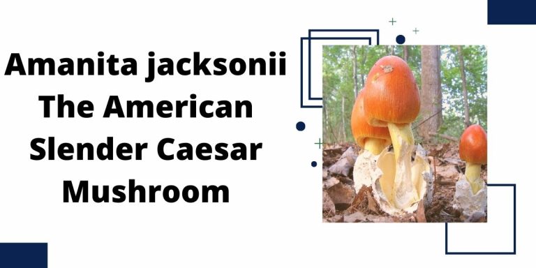 Amanita jacksonii The American Slender Caesar M