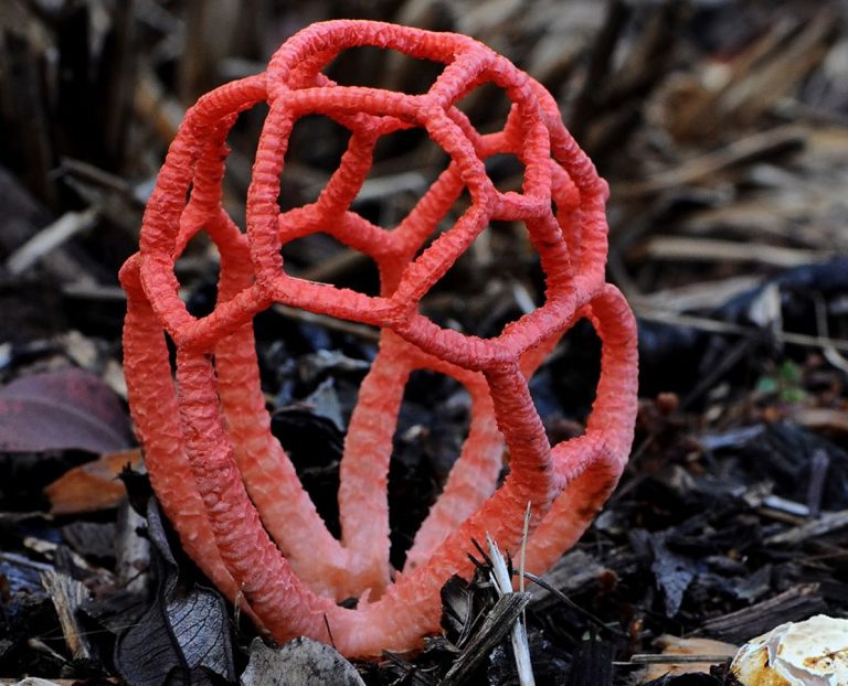 Clathrus ruber All About The Basket Stinkhorn