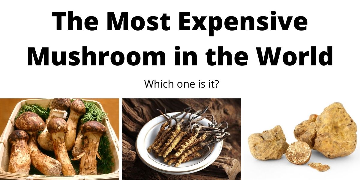 Most Expensive Mushroom
