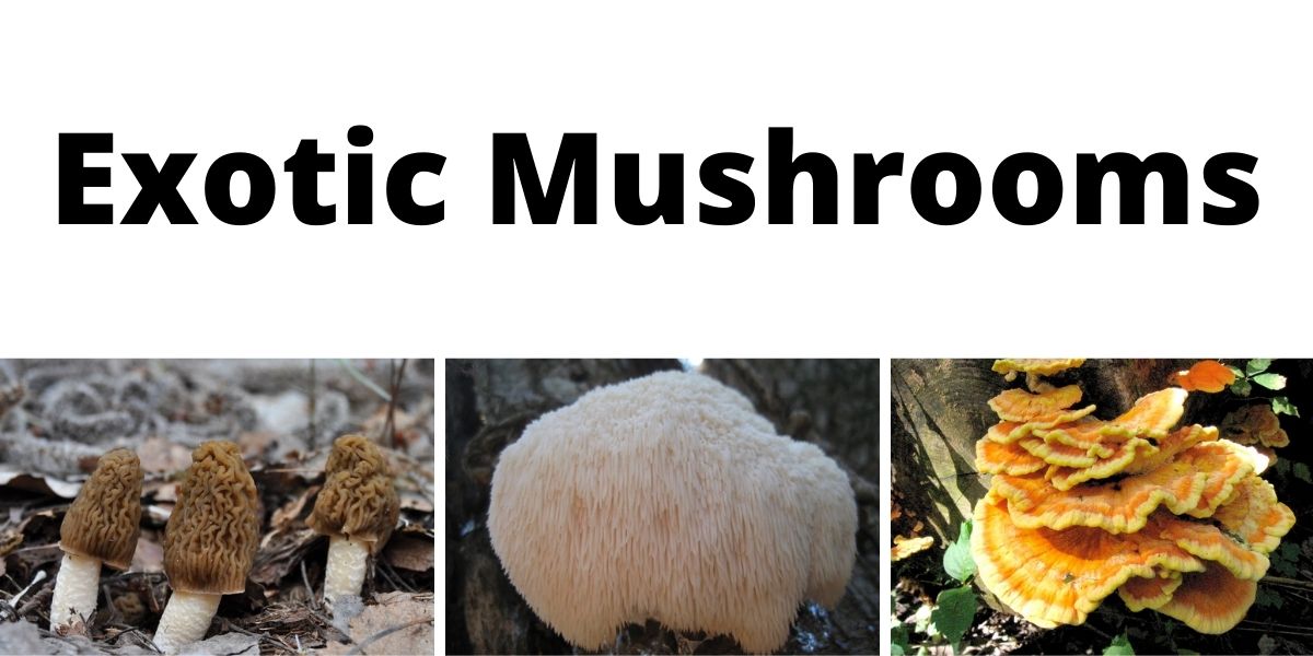 Exotic Mushrooms