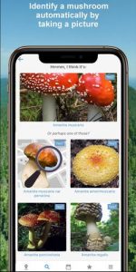 Mushroom Identify App