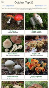 Shroomify Mushroom App