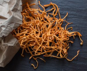 cordyceps