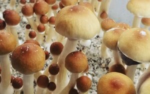 cubensis mushrooms