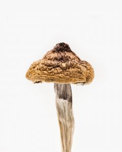 cubensis psilocybe strains potency