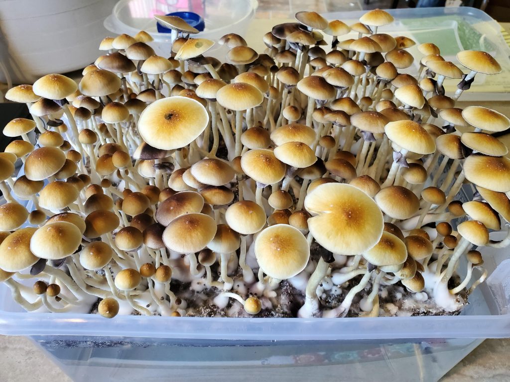 Blue Meanie Cubensis