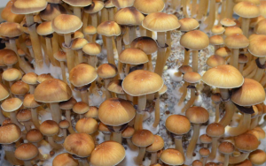 Best Psilocybe Cubensis Strains Ranked By Potency, Visuals & Effects