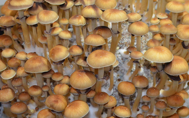 Cambodian Cubensis