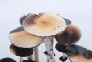 Orissa India Cubensis