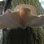 Pleurotus ostreatus