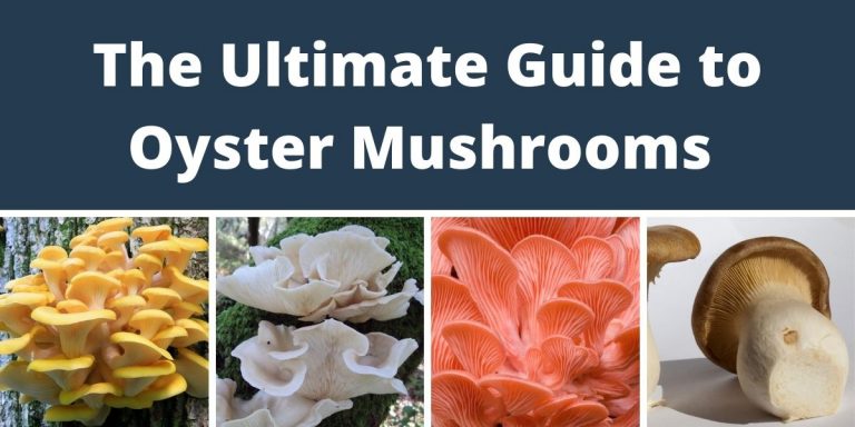 The Ultimate Guide To All Types Of Oyster Mushrooms & Their Benefits