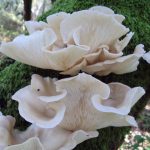 Pleurotus pulmonarius