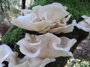 Pleurotus pulmonarius