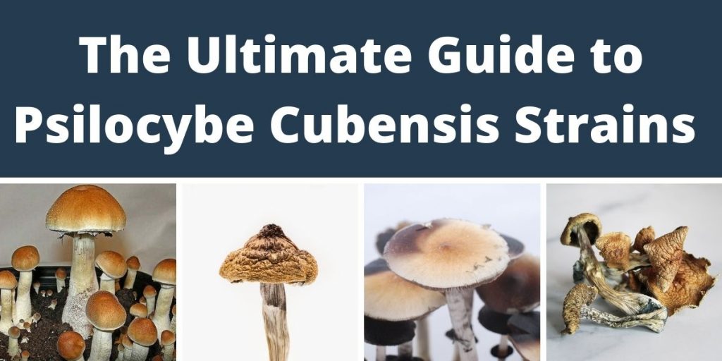 Psilocybe Cubensis strains