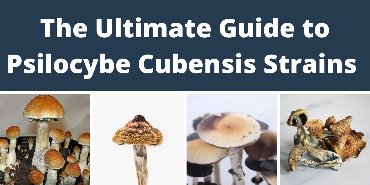 Psilocybe Cubensis strains