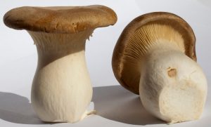 Pleurotus eryngii