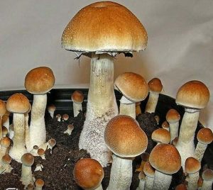 mushrooms cubensis