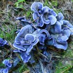 Blue Chanterelle