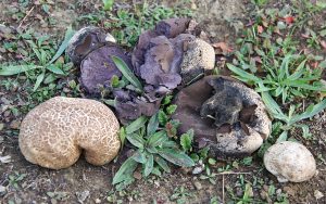 Calvatia Cyathiformis